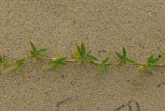 Thuarea involuta