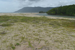 Thuarea involuta