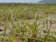 Thuarea involuta