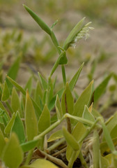 Thuarea involuta