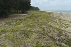 Thuarea involuta