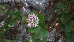 Pterostemon rotundifolius