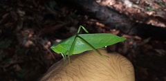 Frontinus
