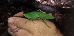 Frontinus