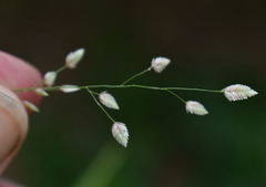 Eragrostis unioloides