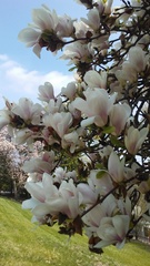Magnolia × soulangeana