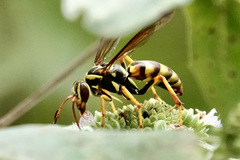 Poecilopompilus interruptus interruptus
