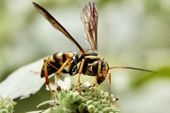 Poecilopompilus interruptus interruptus