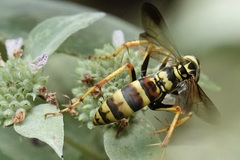Poecilopompilus interruptus interruptus