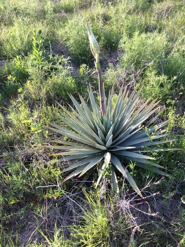 Yucca pallida