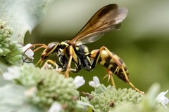 Poecilopompilus interruptus interruptus