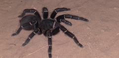 Acanthoscurria juruenicola