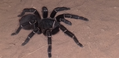 Acanthoscurria juruenicola