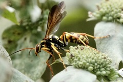 Poecilopompilus interruptus interruptus
