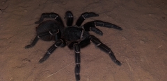 Acanthoscurria juruenicola