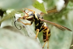 Poecilopompilus interruptus interruptus