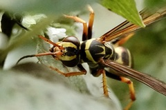 Poecilopompilus interruptus interruptus