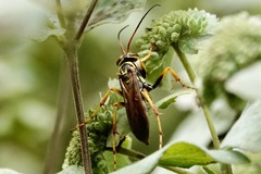 Poecilopompilus interruptus interruptus