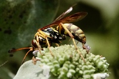 Poecilopompilus interruptus interruptus