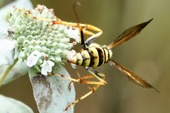 Poecilopompilus interruptus interruptus