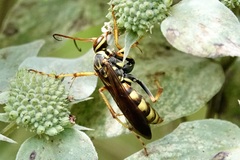 Poecilopompilus interruptus interruptus