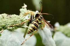 Poecilopompilus interruptus interruptus
