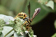 Poecilopompilus interruptus interruptus