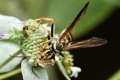 Poecilopompilus interruptus interruptus