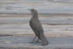 Myrmecocichla aethiops