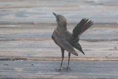 Myrmecocichla aethiops