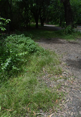 Eragrostis unioloides