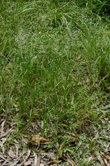 Eragrostis unioloides