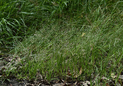 Eragrostis unioloides