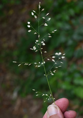 Eragrostis unioloides