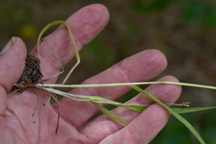 Eragrostis unioloides