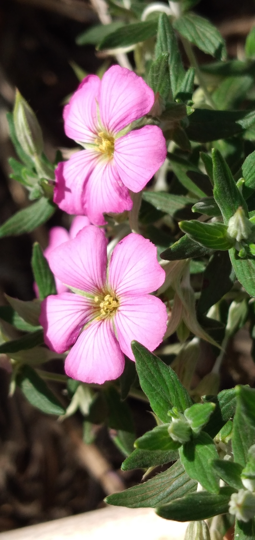 Viviania albiflora