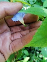 Ipomoea aristolochiifolia