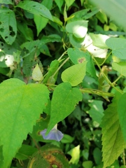 Ipomoea aristolochiifolia