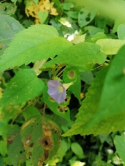 Ipomoea aristolochiifolia