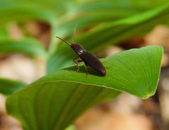 Agriotes oblongicollis