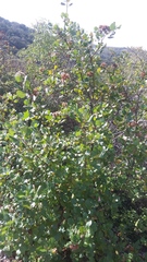 Pterostemon rotundifolius