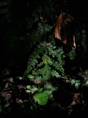 Bocconia frutescens