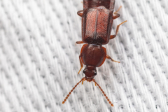 Acidota crenata