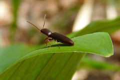 Agriotes oblongicollis