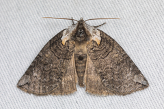 Euthyatira semicircularis