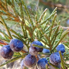 Juniperus scopulorum