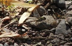 Erpetogomphus crotalinus