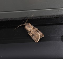 Agrotis interjectionis