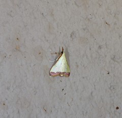 Autocharis hedyphaes