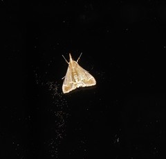 Clupeosoma pellucidalis